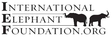 10 Best Charities for Protecting Elephants (Complete 2024 List).